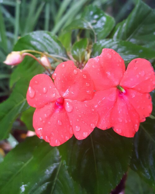 Primer plano de las flores rojas húmedas que florecen al aire libre