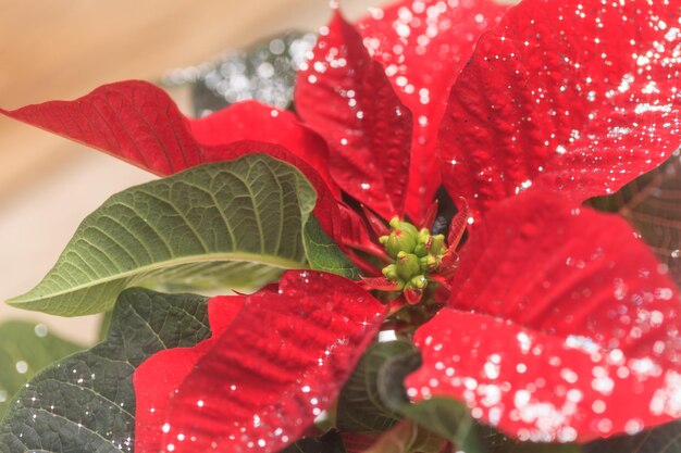 Foto primer plano de las flores rojas húmedas