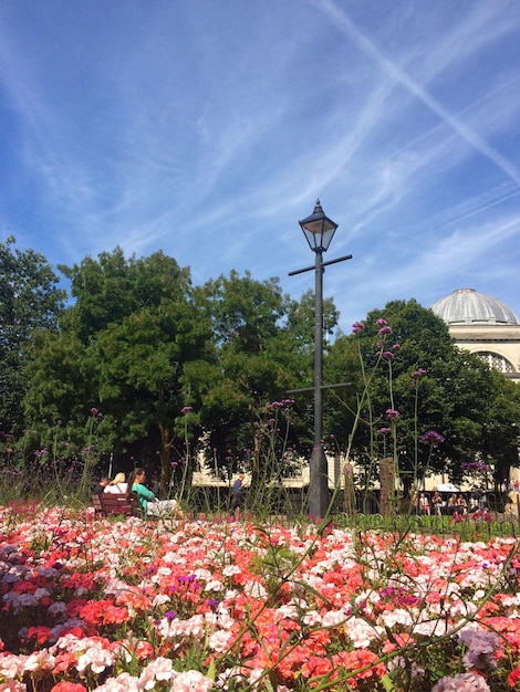 Foto primer plano de las flores rojas en el jardín