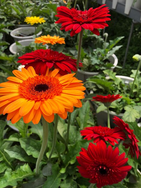 Primer plano de las flores rojas y las margaritas