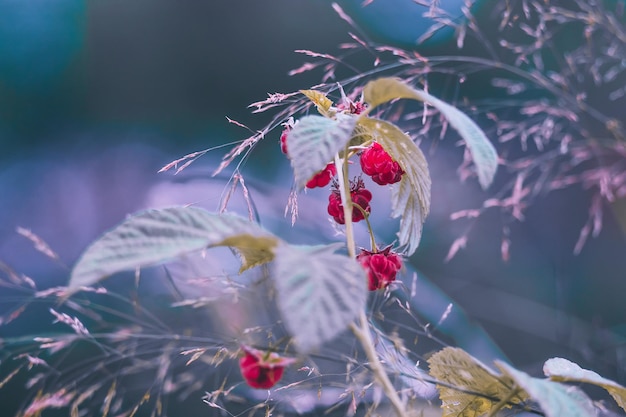 Primer plano de las flores rojas en la planta