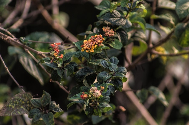 Foto primer plano de las flores rojas que crecen en la planta