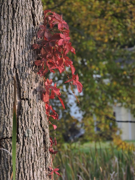 Foto primer plano de las flores rojas que crecen en el tronco del árbol