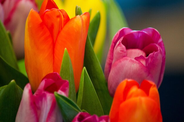 Foto primer plano de las flores rojas que florecen al aire libre