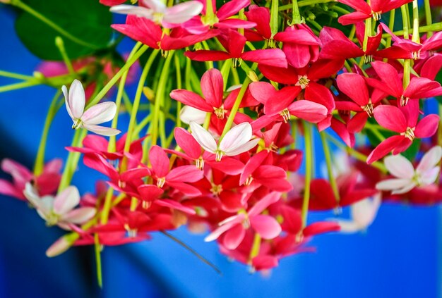 Foto primer plano de las flores rojas que florecen al aire libre