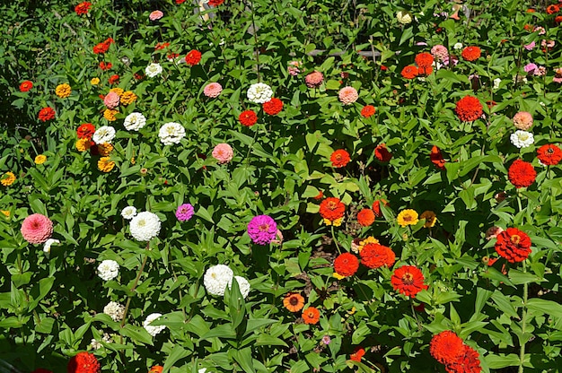 Primer plano de las flores rojas que florecen en el campo