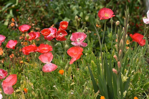 Foto un primer plano de las flores rojas que florecen en el campo