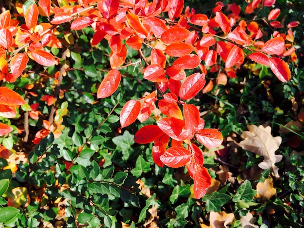 Primer plano de las flores rojas