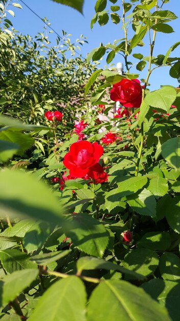 Foto primer plano de las flores rojas