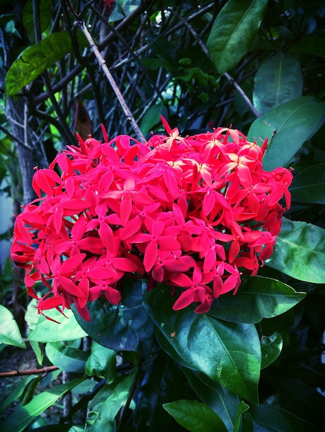 Foto primer plano de las flores rojas
