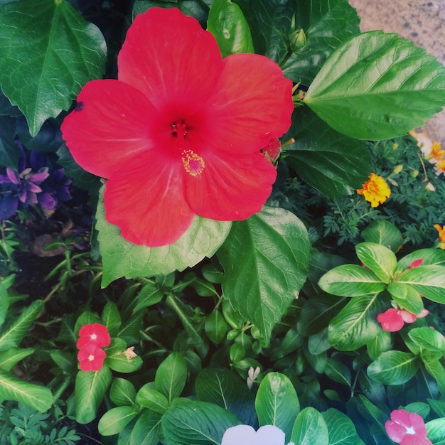 Foto primer plano de las flores rojas