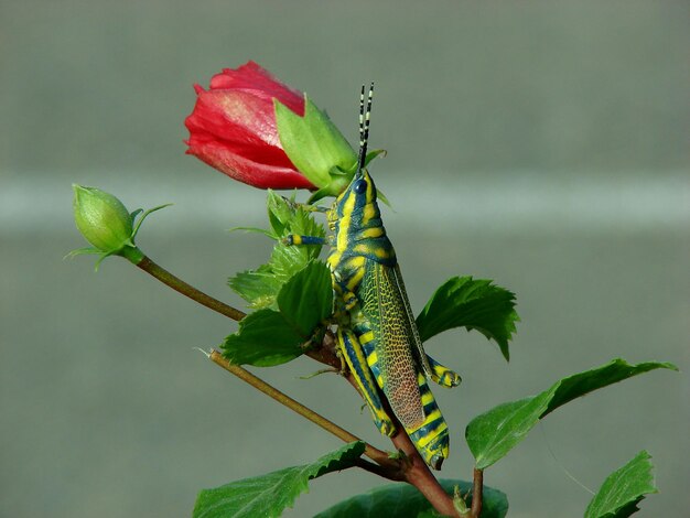 Foto primer plano de las flores rojas