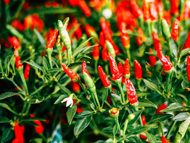 Foto primer plano de las flores rojas