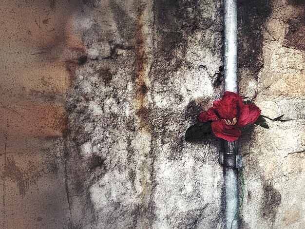 Primer plano de las flores rojas