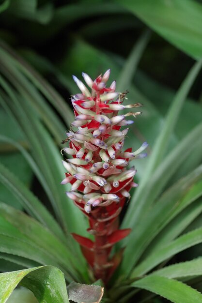 Foto primer plano de las flores rojas