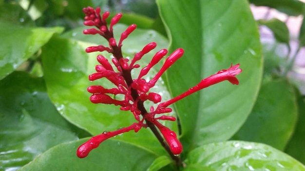 Primer plano de las flores rojas