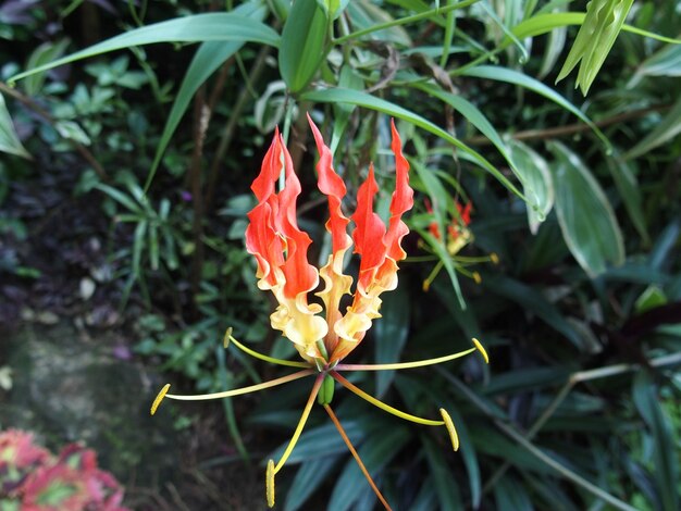 Foto primer plano de las flores rojas