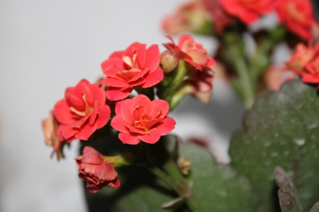 Foto primer plano de las flores de la rosa roja