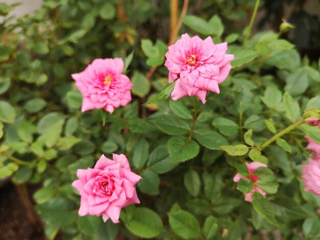 Foto primer plano de las flores de la rosa rosada