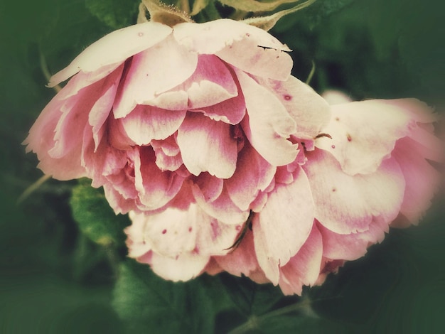 Foto primer plano de las flores de la rosa rosada