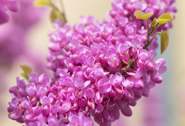 Un primer plano de flores rosadas en el árbol de Judas Cercis siliquastrum comúnmente conocido como el árbol de Judas Las flores de color rosa intenso se producen en un crecimiento de un año o más, incluido el tronco en primavera