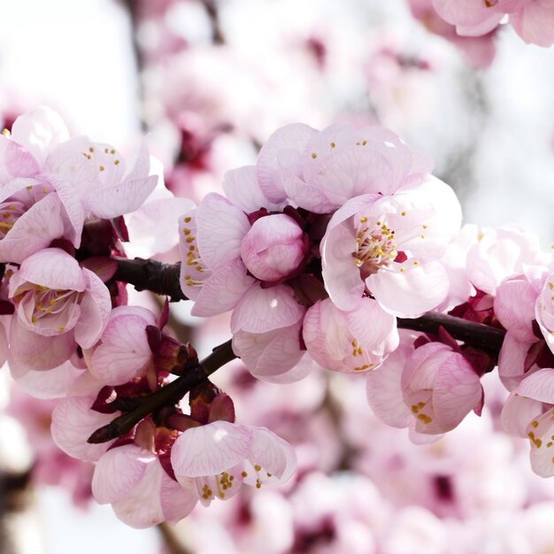 Foto primer plano de las flores rosadas en el árbol