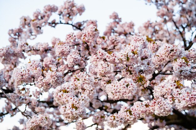 Primer plano de flores rosadas de cerezo en flor en las ramas.