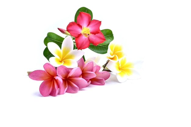 Primer plano de flores rosadas contra un fondo blanco