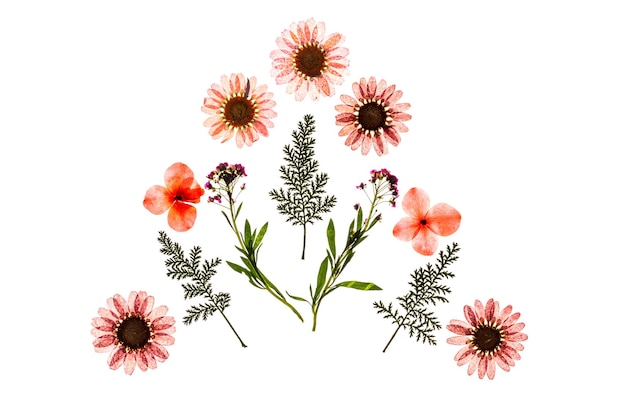 Primer plano de flores rosadas contra un fondo blanco