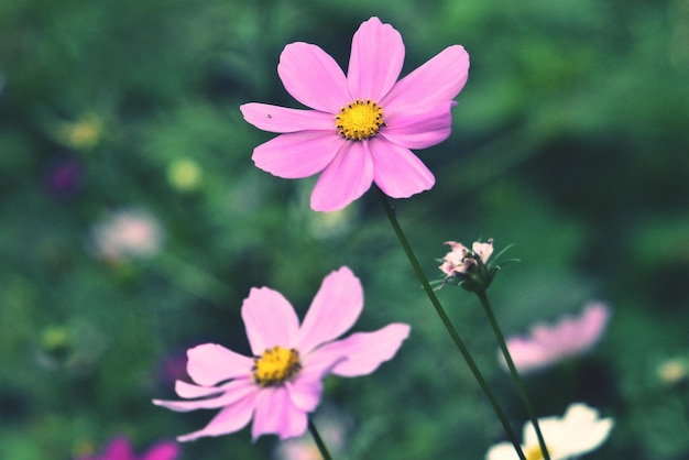 Foto primer plano de las flores rosadas del cosmos que florecen al aire libre