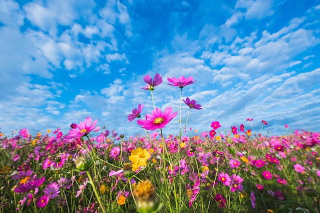 Foto primer plano de las flores rosadas del cosmos que florecen contra el cielo