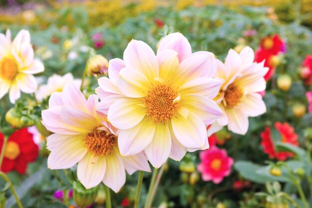 El primer plano de las flores rosadas del cosmos