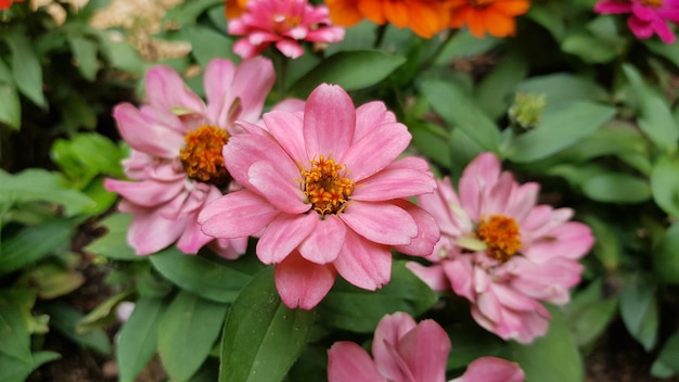 Foto primer plano de las flores rosadas del cosmos