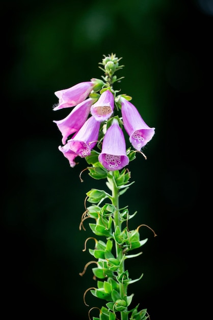 Primer plano de flores rosadas de digitalis purpurea Otros nombres son dedalera o dedalera común Imagen vertical