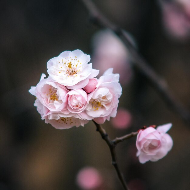 Primer plano de las flores rosadas frescas que florecen en el árbol