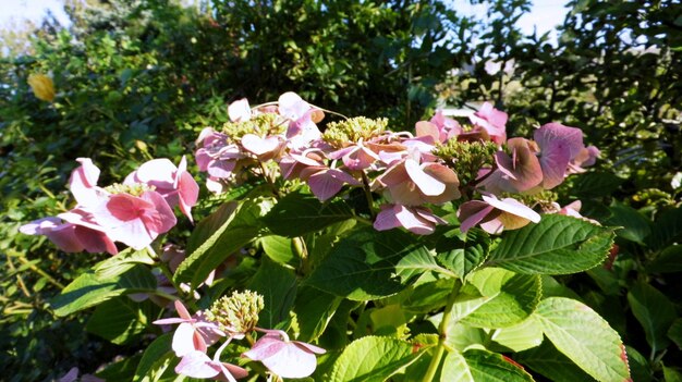 Primer plano de las flores rosadas frescas que florecen en el jardín