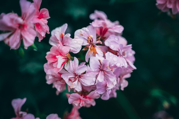 Primer plano de las flores rosadas húmedas que florecen al aire libre