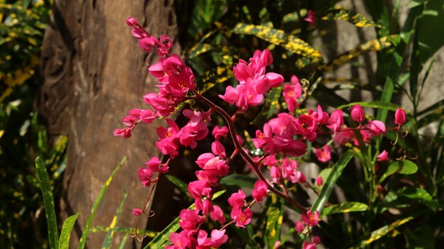 Primer plano flores rosadas Mexican Creeper Bee Bush Coral Vine Cadena de amor Corazones en una cadena Honol