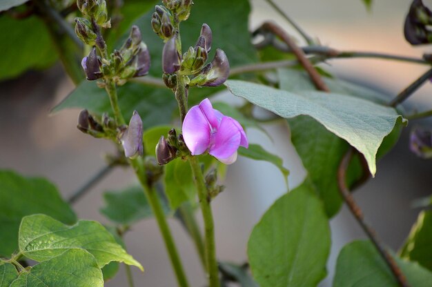 Foto primer plano de las flores rosadas que crecen al aire libre