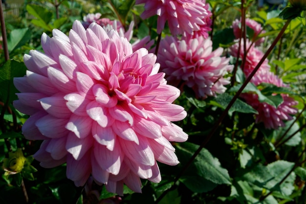 Foto primer plano de las flores rosadas que florecen al aire libre