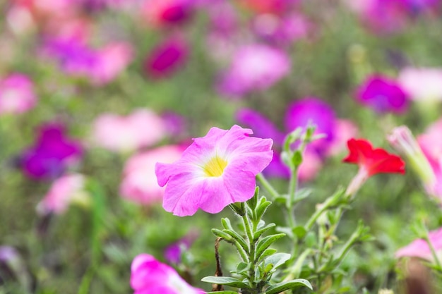 Primer plano de las flores rosadas que florecen al aire libre