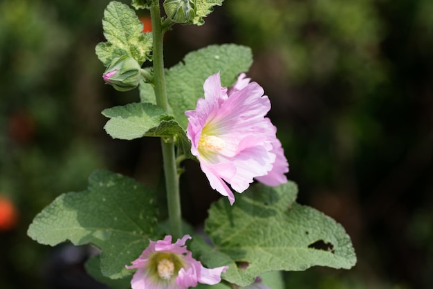 Primer plano de las flores rosadas que florecen al aire libre
