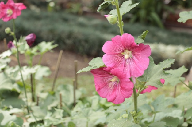 Primer plano de flores rosadas que florecen al aire libre