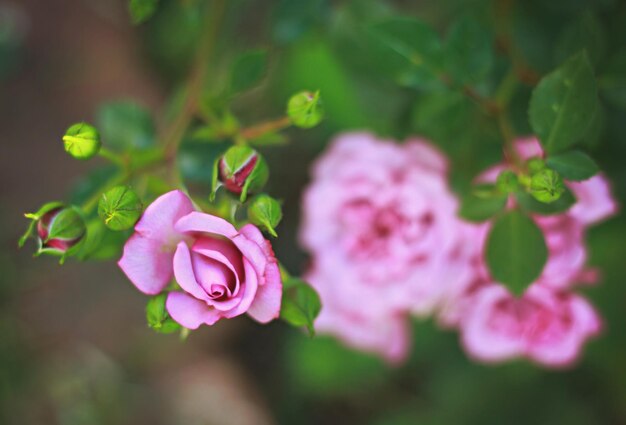 Foto primer plano de las flores rosadas que florecen al aire libre