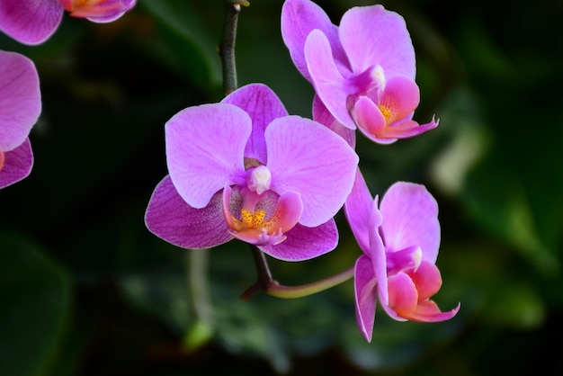 Primer plano de las flores rosadas que florecen al aire libre