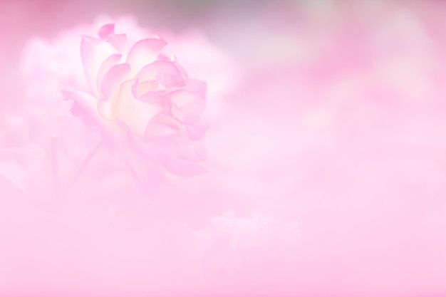 Primer plano de las flores rosadas que florecen al aire libre