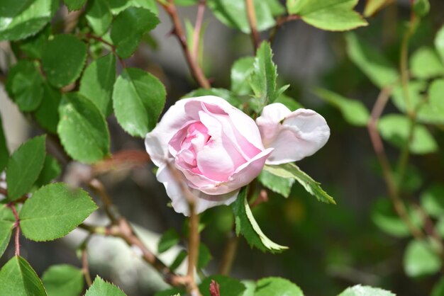 Foto primer plano de las flores rosadas que florecen al aire libre