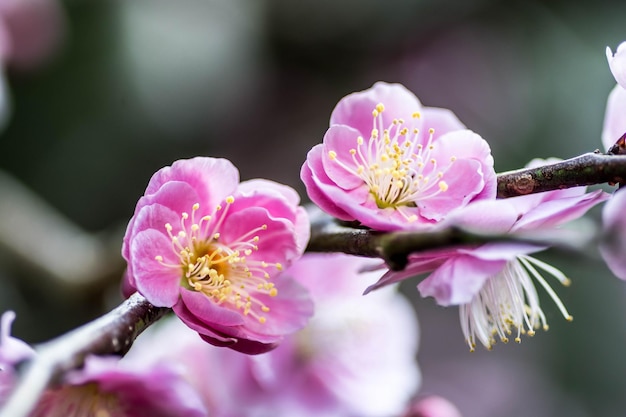 Primer plano de flores rosadas que florecen al aire libre