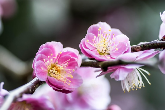 Foto primer plano de las flores rosadas que florecen al aire libre