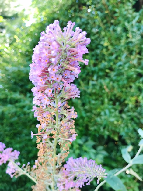 Foto primer plano de las flores rosadas que florecen al aire libre